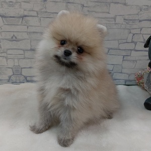 125422 ポメラニアン