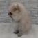 125422 ポメラニアン