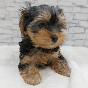 125421 ヨークシャテリア