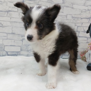 125423 シェットランドシープドッグ