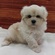125424 MIX(トイプードル×ペキニーズ)