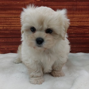 ペットアミ佐世保店