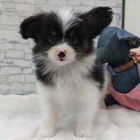 わんわんペットセンター