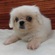 125428 ペキニーズ