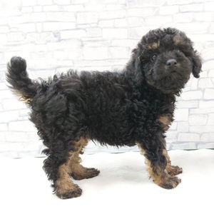 125426 トイプードル