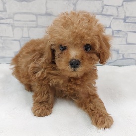 125427 トイプードル