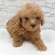 125427 トイプードル
