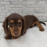 ミニチュアダックスフンド