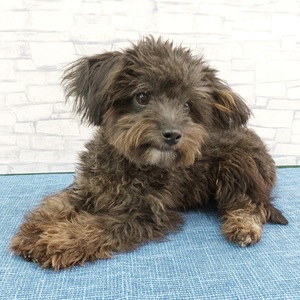 125283 MIX(チワワ×トイプードル)