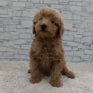 125439 トイプードル