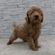125439 トイプードル