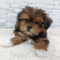 ペットアミ武雄店