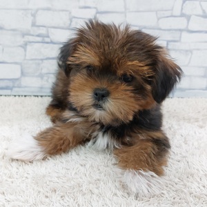 125438 MIX(シーズー×ヨークシャテリア）