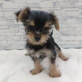 MIX(ヨークシャテリア×チワワ)
