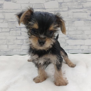 125446 MIX(ヨークシャテリア×チワワ)