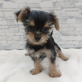 125446 MIX(ヨークシャテリア×チワワ)