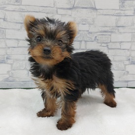 125445 ヨークシャーテリア