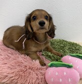 ミニチュアダックスフンド