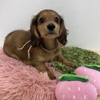 ペットアミ伊万里店