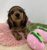 ミニチュアダックスフンド