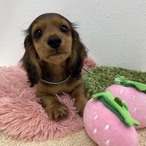 125418 ミニチュアダックスフンド