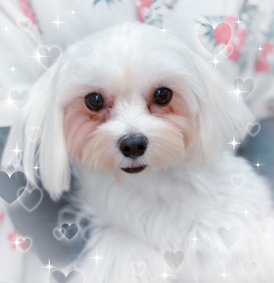 125001 マルチーズ