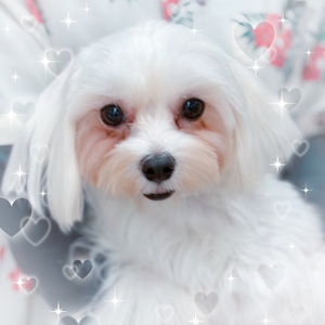 125001 マルチーズ