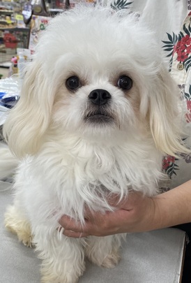 124505 MIX(マルチーズ×ペキニーズ)