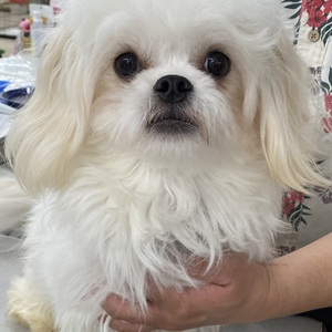 124505 MIX(マルチーズ×ペキニーズ)