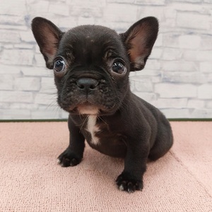 125447 フレンチブルドッグ