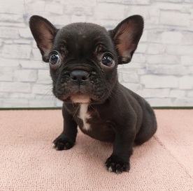 125447 フレンチブルドッグ