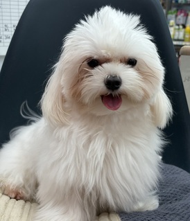 125017 マルチーズ