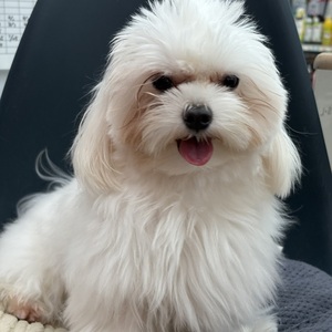 125017 マルチーズ