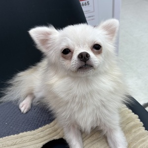 125192 MIX(ポメラニアン×チワワ)