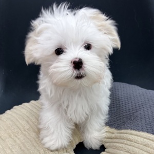 125395 マルチーズ