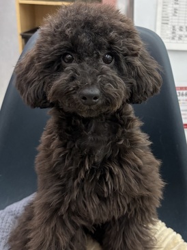 125200 トイプードル