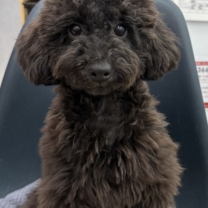 125200 トイプードル