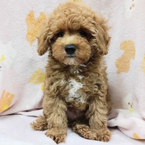 125457 トイプードル