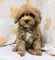 125457 トイプードル