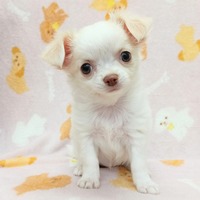 ペッツマックス唐津店