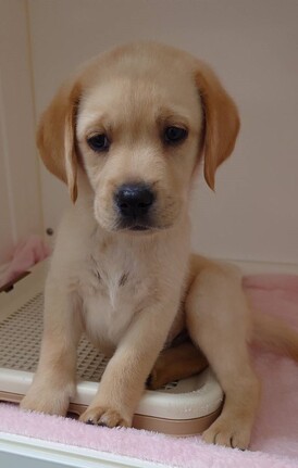 125460 ラブラドールレトリーバー