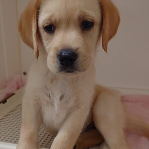 ペットアミ佐世保店