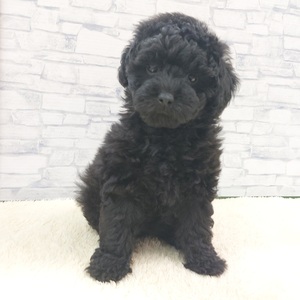 125450 トイプードル