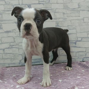 125453 ボストンテリア