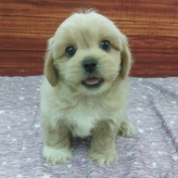 MIX（ペキニーズ×トイプードル）