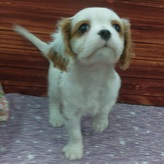 キャバリア・キング・チャールズ・スパニエル