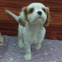 ペッツマックス唐津店