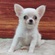 125458 チワワ