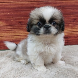 125465 ペキニーズ