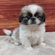 125465 ペキニーズ